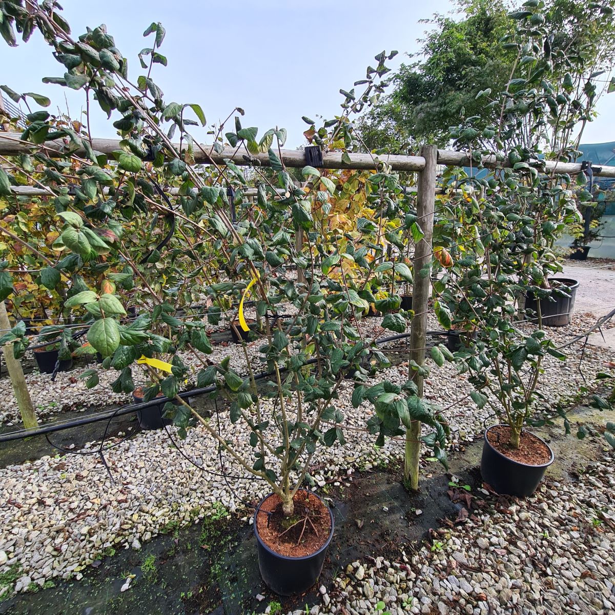 Viburnum carlesii 'Aurora'